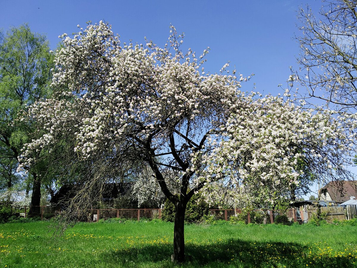 Експерти розповіли, чим обробити сад в осінній період для покращення врожайності та захисту дерев