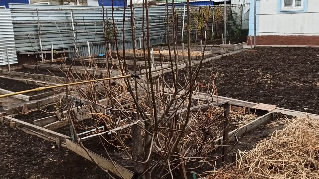 Досвідчені агрономи розповіли, чим найкраще обробити сад восени