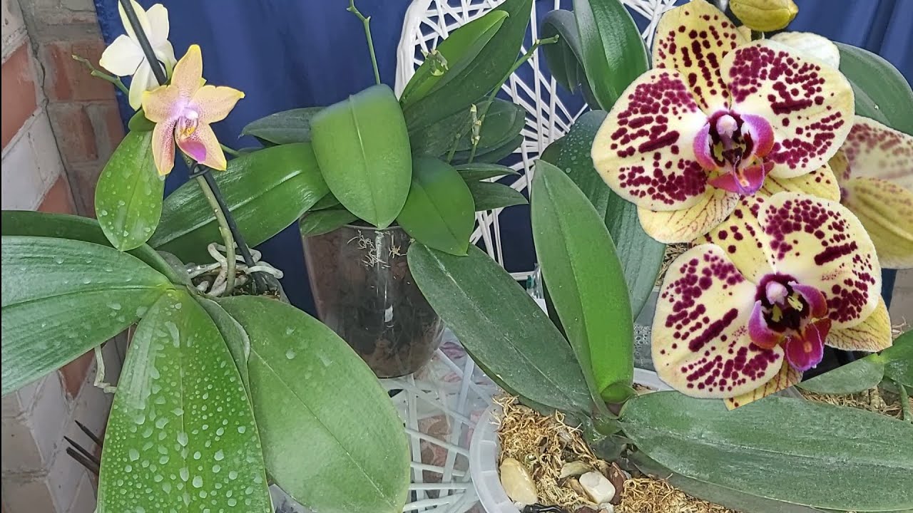 Квітникарі назвали підживлення, яке забезпечить цвітіння навіть старої орхідеї