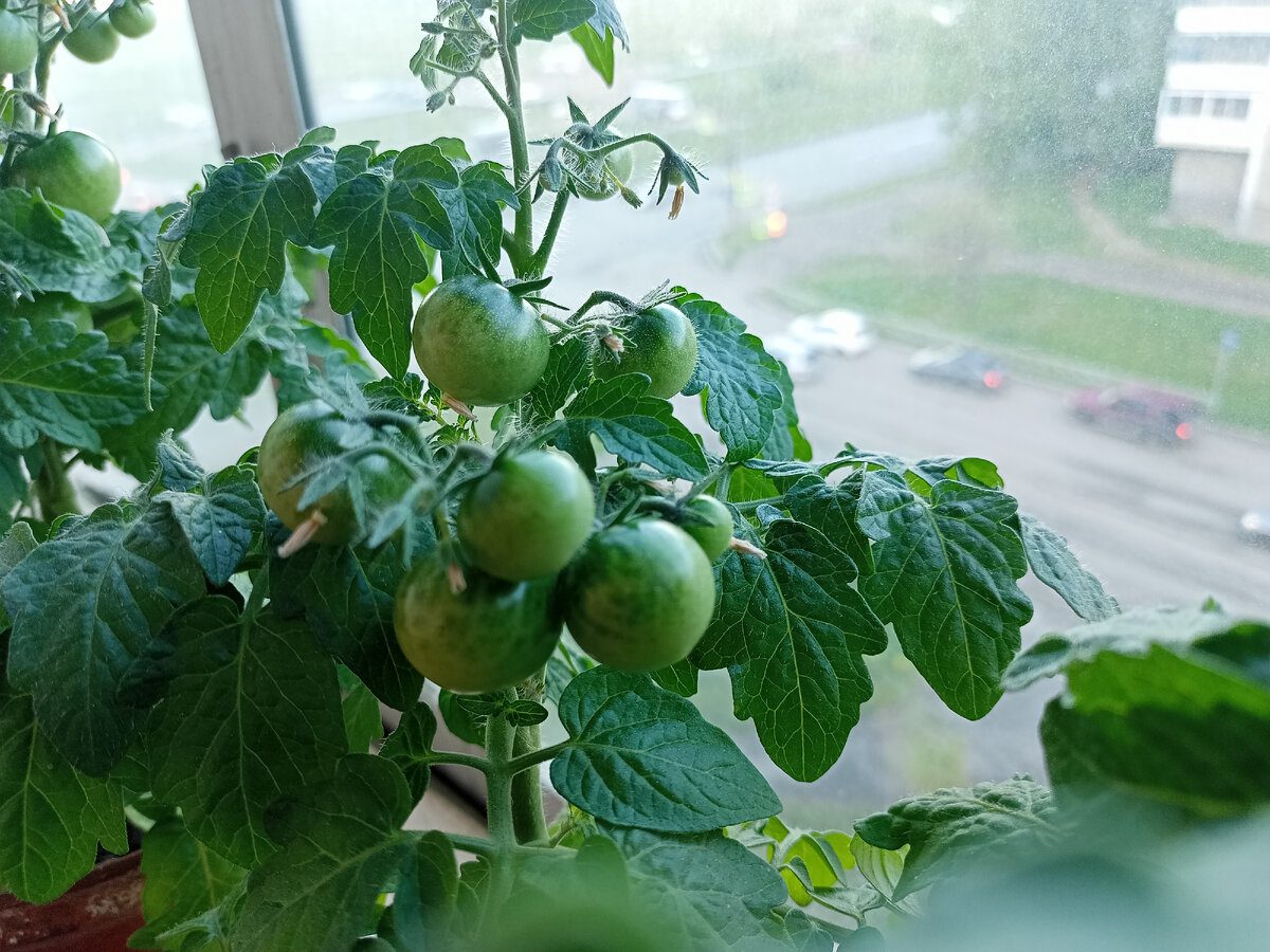 Експерти розповіли, як сіяти томати під зиму для раннього врожаю