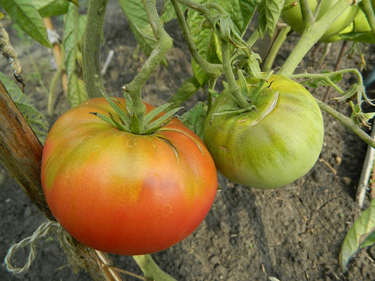 Як доглядати за томатами навесні