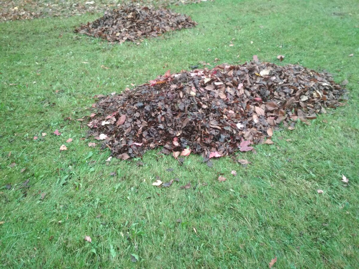 Експерти порадили простий метод швидкого прибирання листя надворі в сезон його опаду