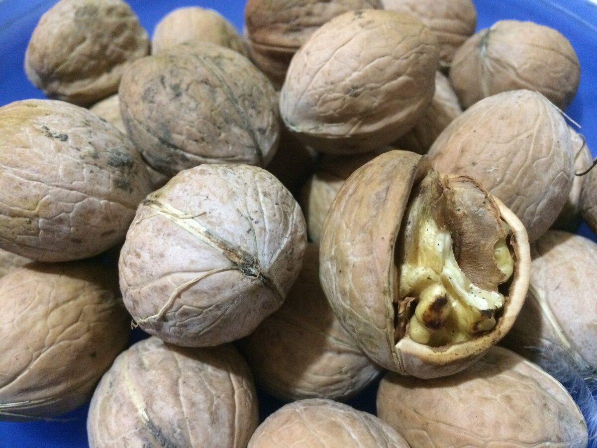 Експерти розповіли, як використати шкаралупу волоського горіха