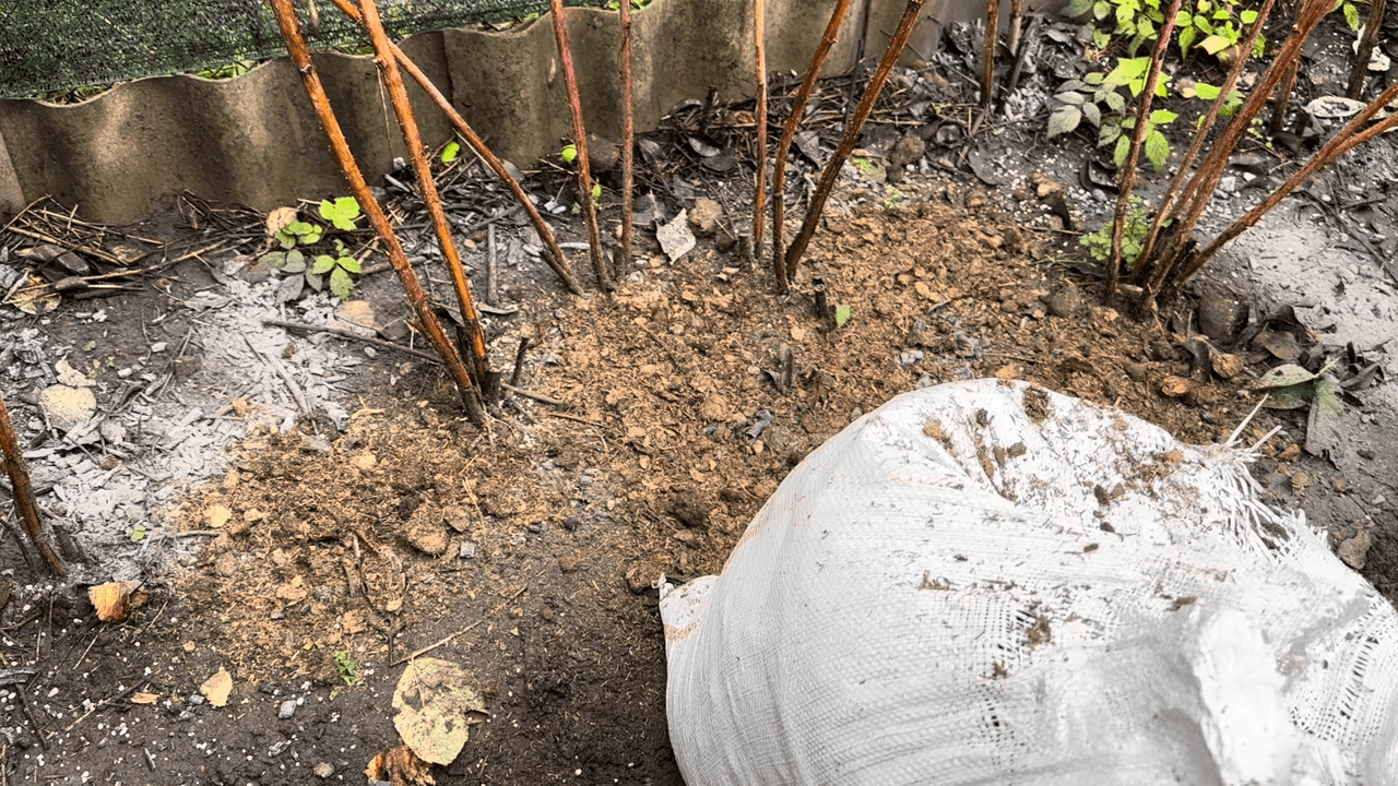 Садівники розповіли про осінню підгодівлю ягідних кущів