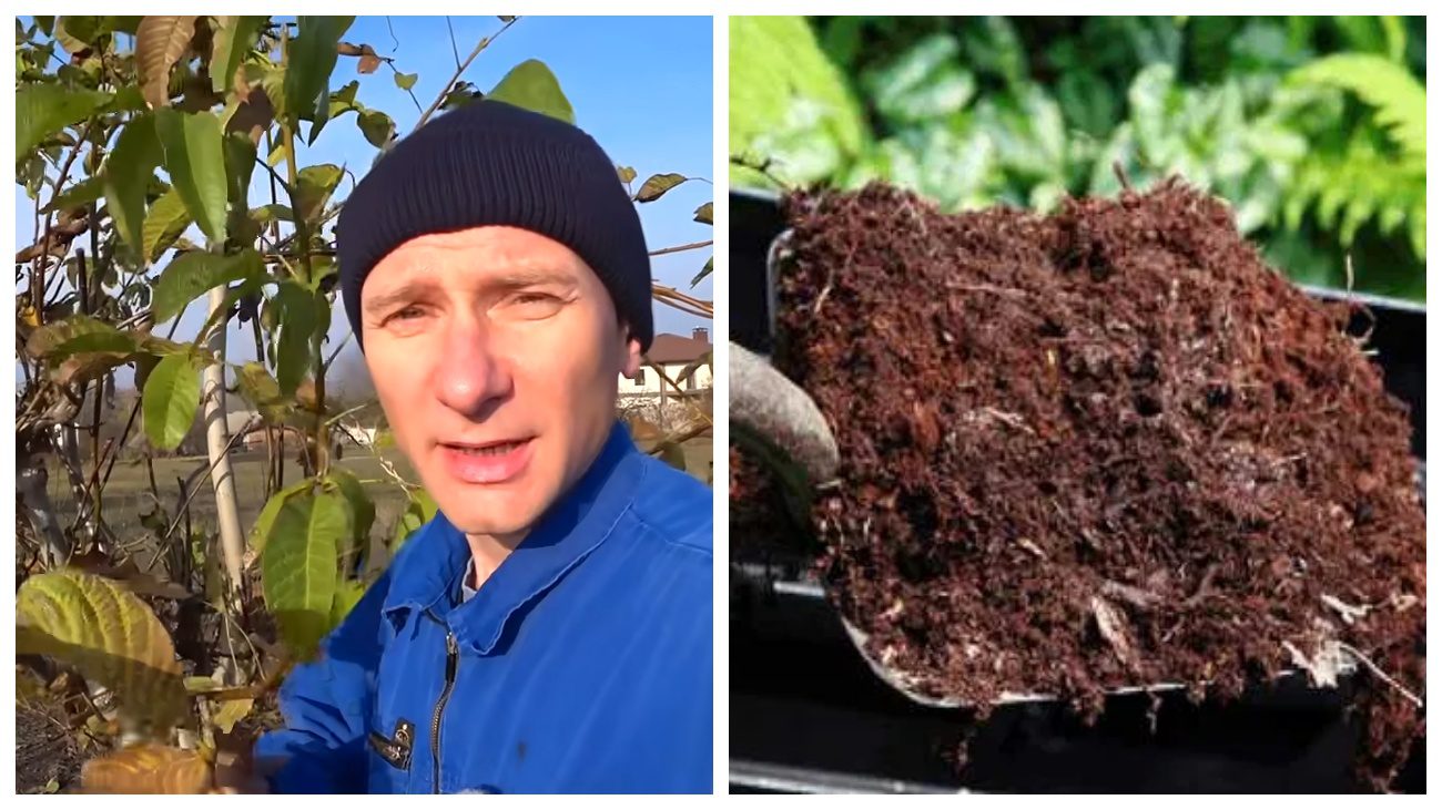 Городники розповіли, як перетворити горіхове листя на добриво