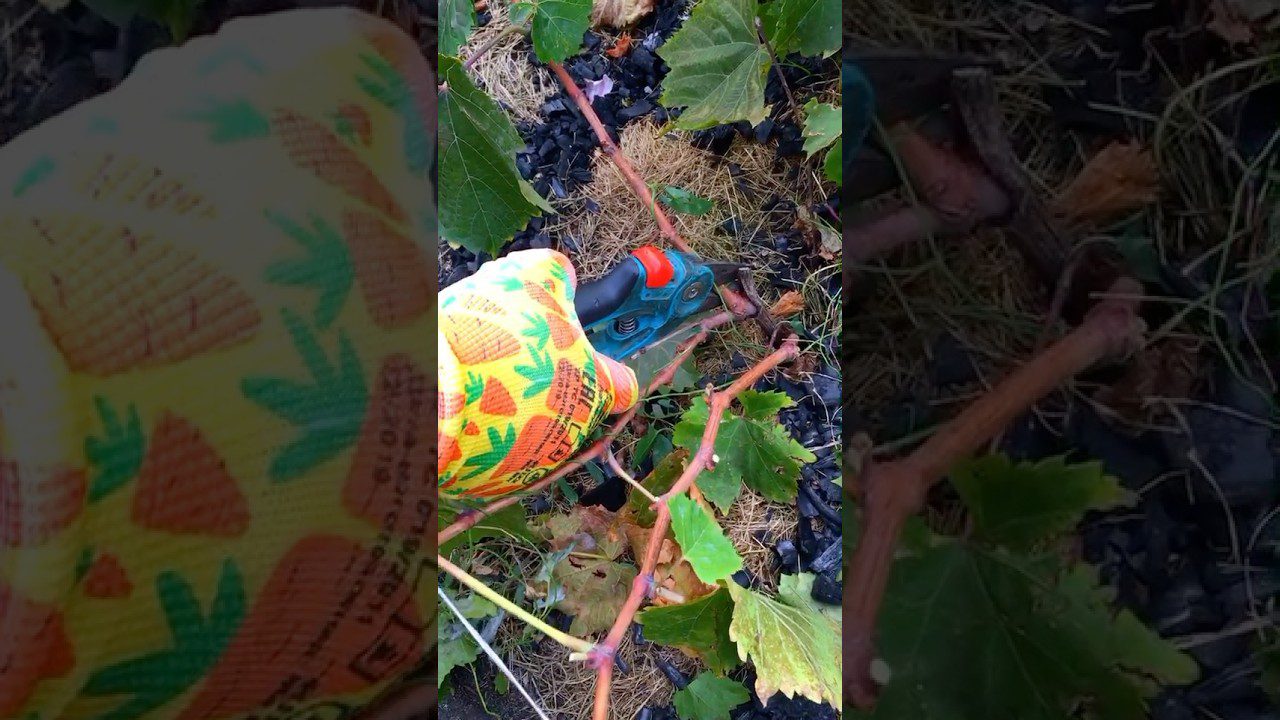 Експерти назвали ефективний спосіб, як вкрити виноград на зиму