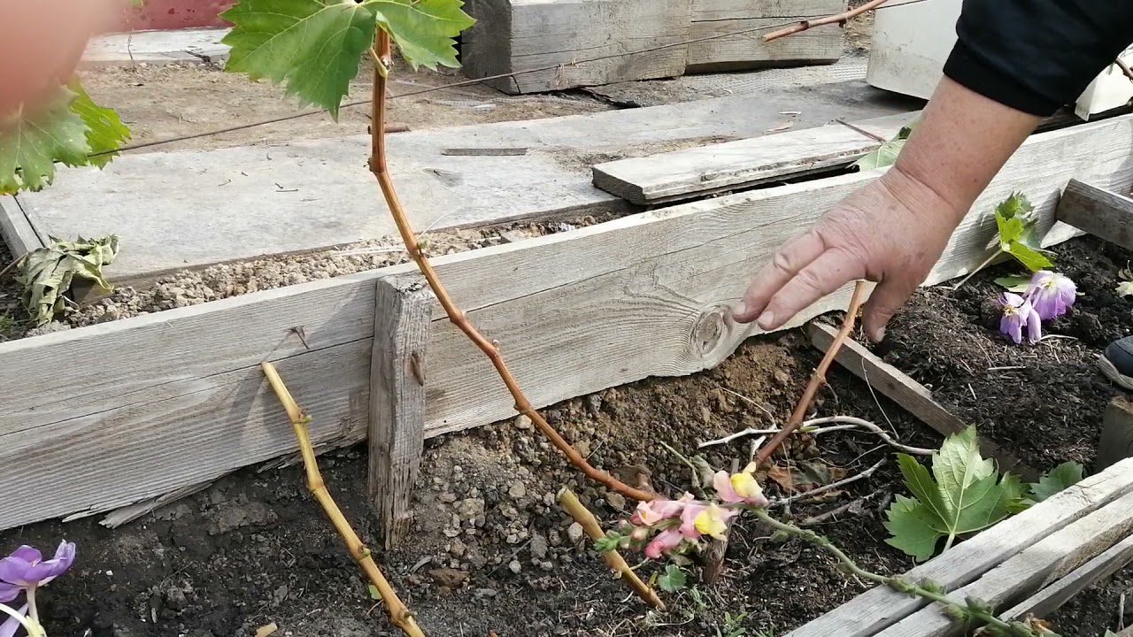 Експерти назвали ефективний спосіб, як вкрити виноград на зиму