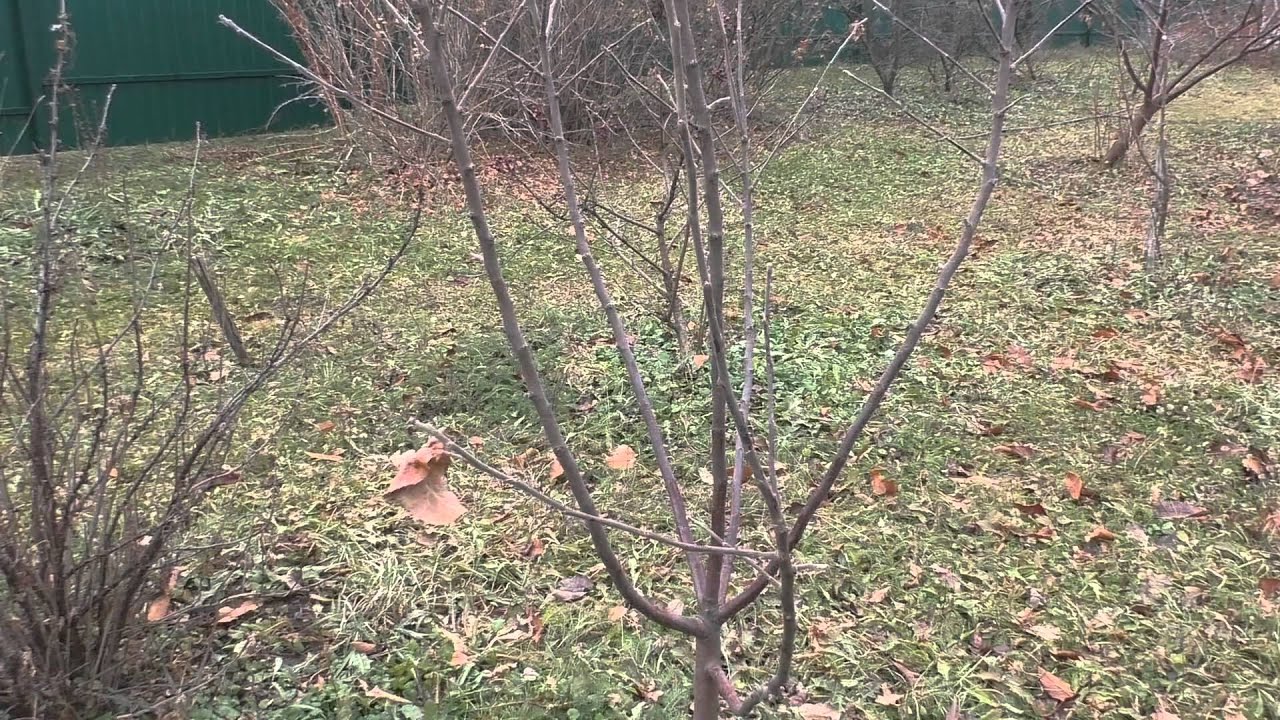 Садівники розповіли, чим ефективно обробити плодові дерева та кущі перед зимою