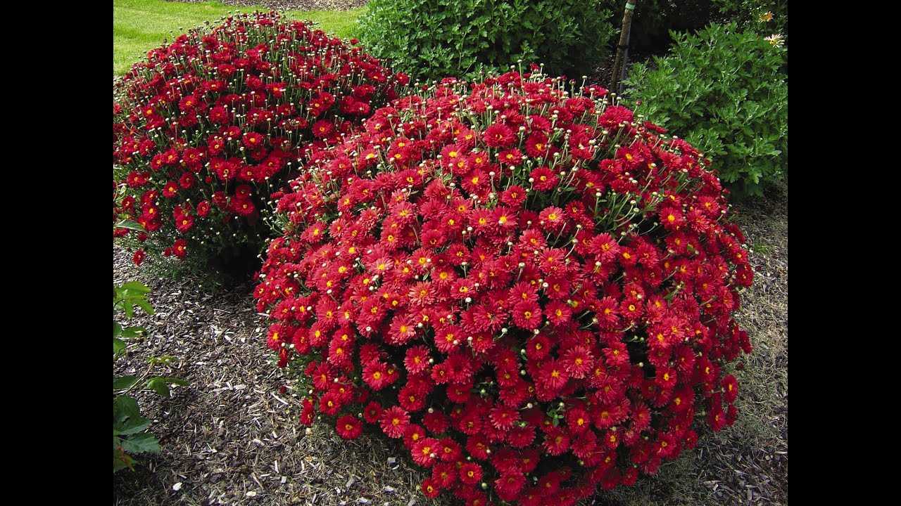 Як розмножити хризантему мультифлору