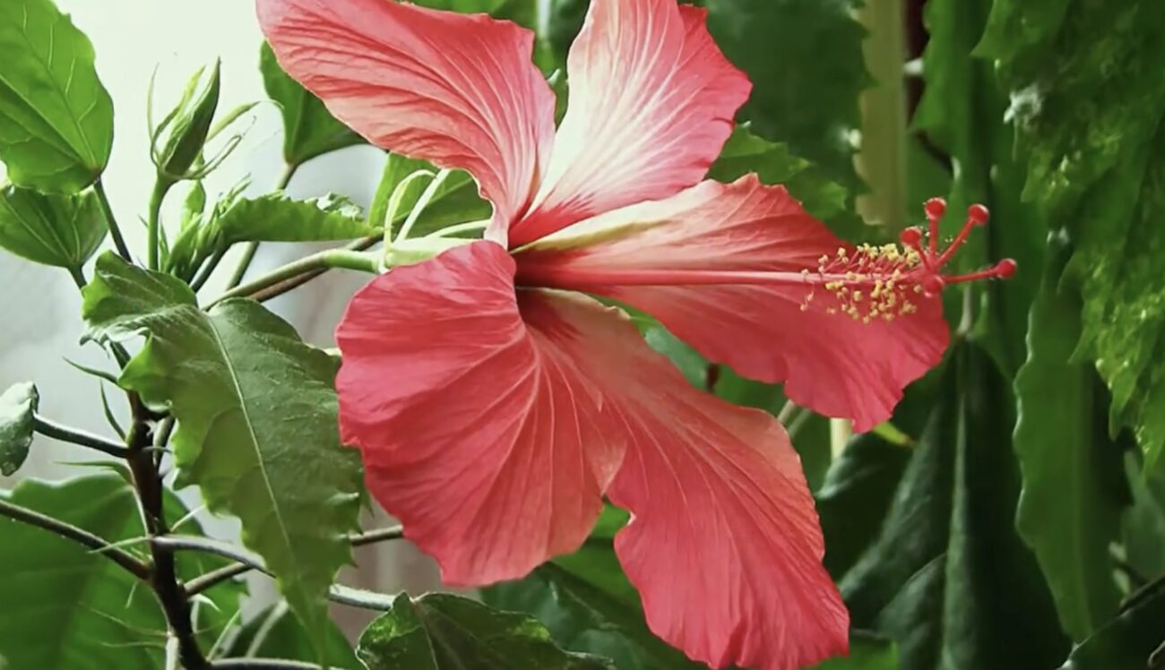 Садівники розповіли, чи потрібно обрізати гібіскус восени