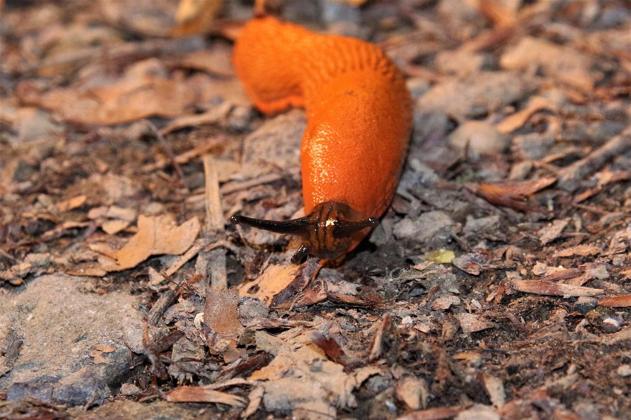 Городники розповіли, чи потрібно у жовтні проводити профілактику від слимаків 