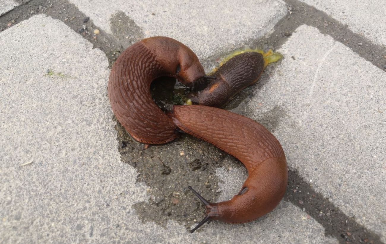 Городники розповіли, чи потрібно у жовтні проводити профілактику від слимаків 