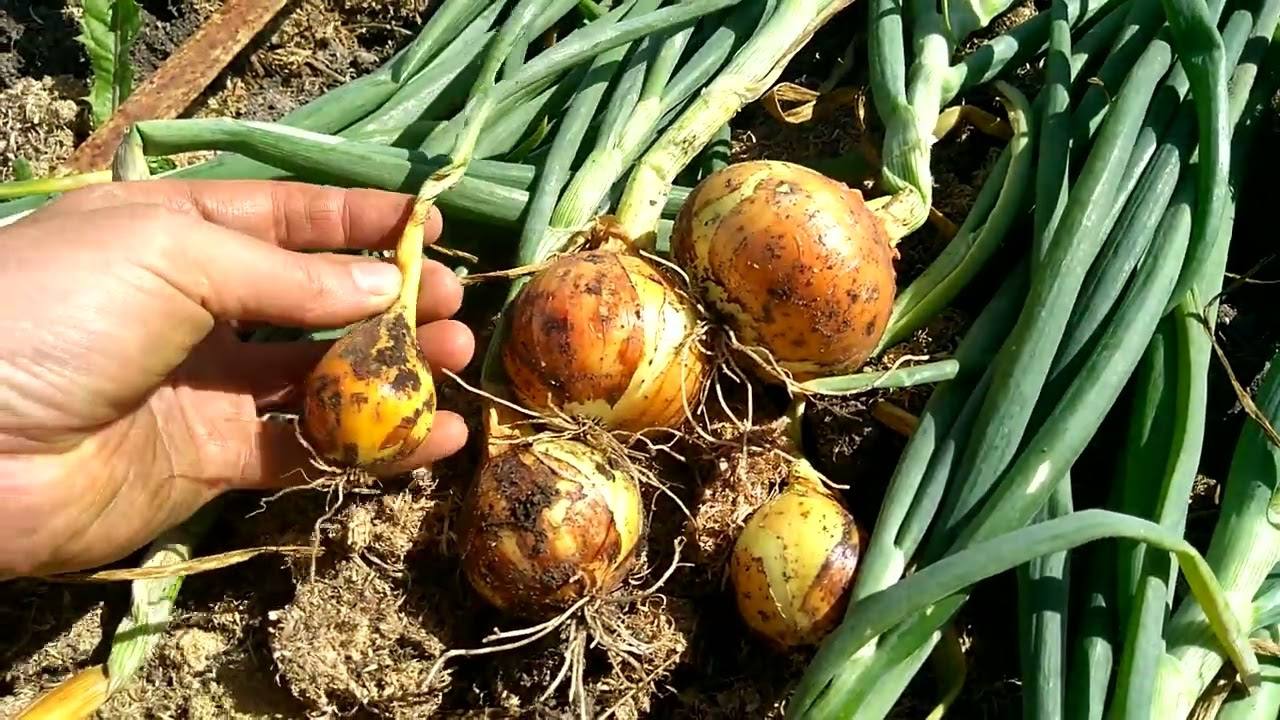 Городники розповіли, які рослини не можна садити після цибулі 