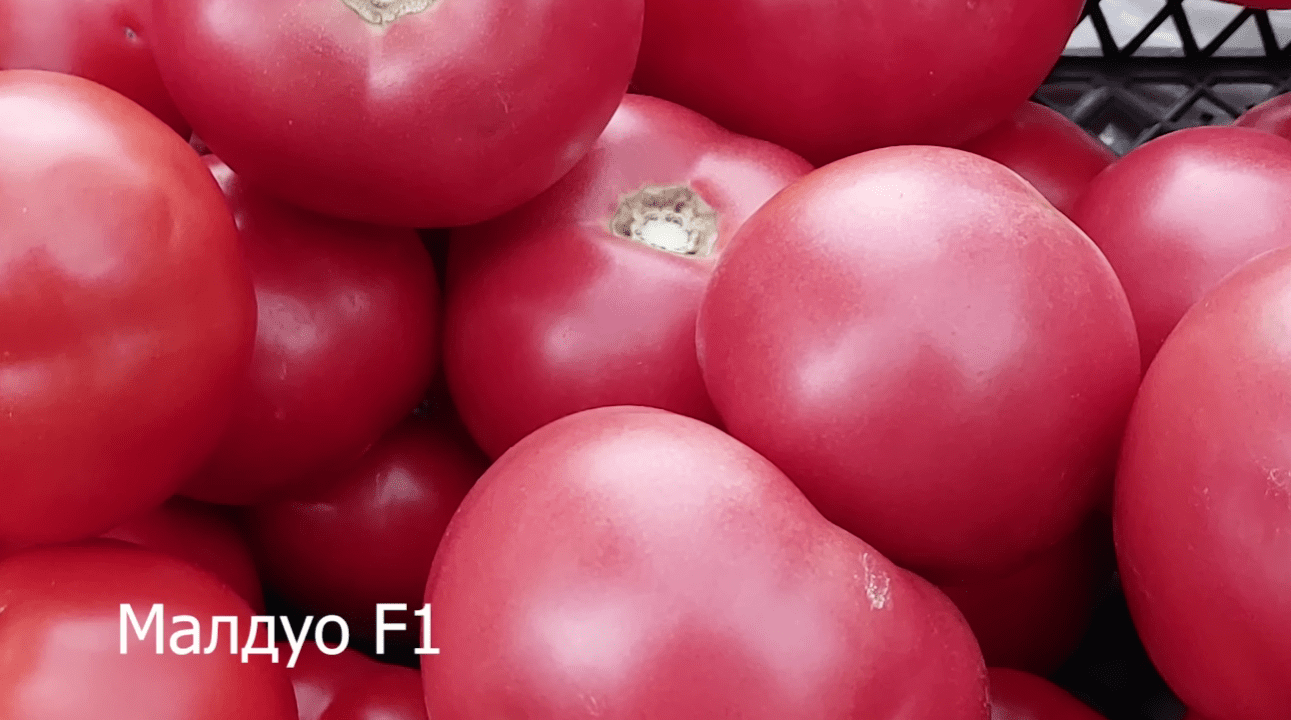 Городники назвали найкращі сорти помідорів для вирощування у теплиці