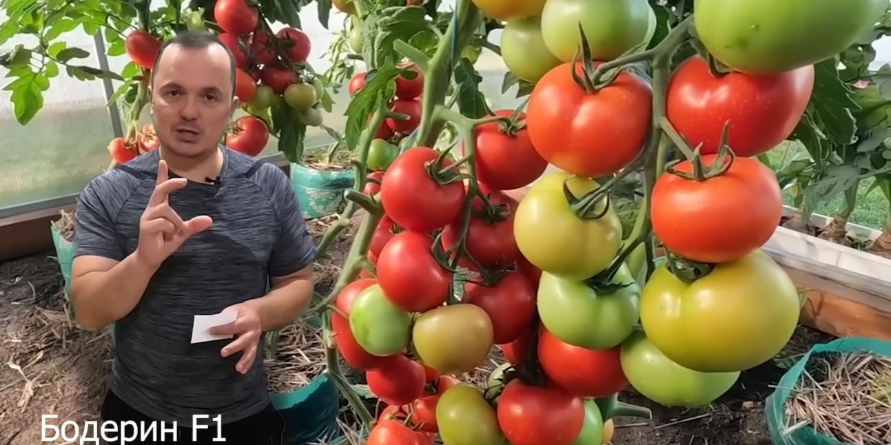 Городники назвали найкращі сорти помідорів для вирощування у теплиці