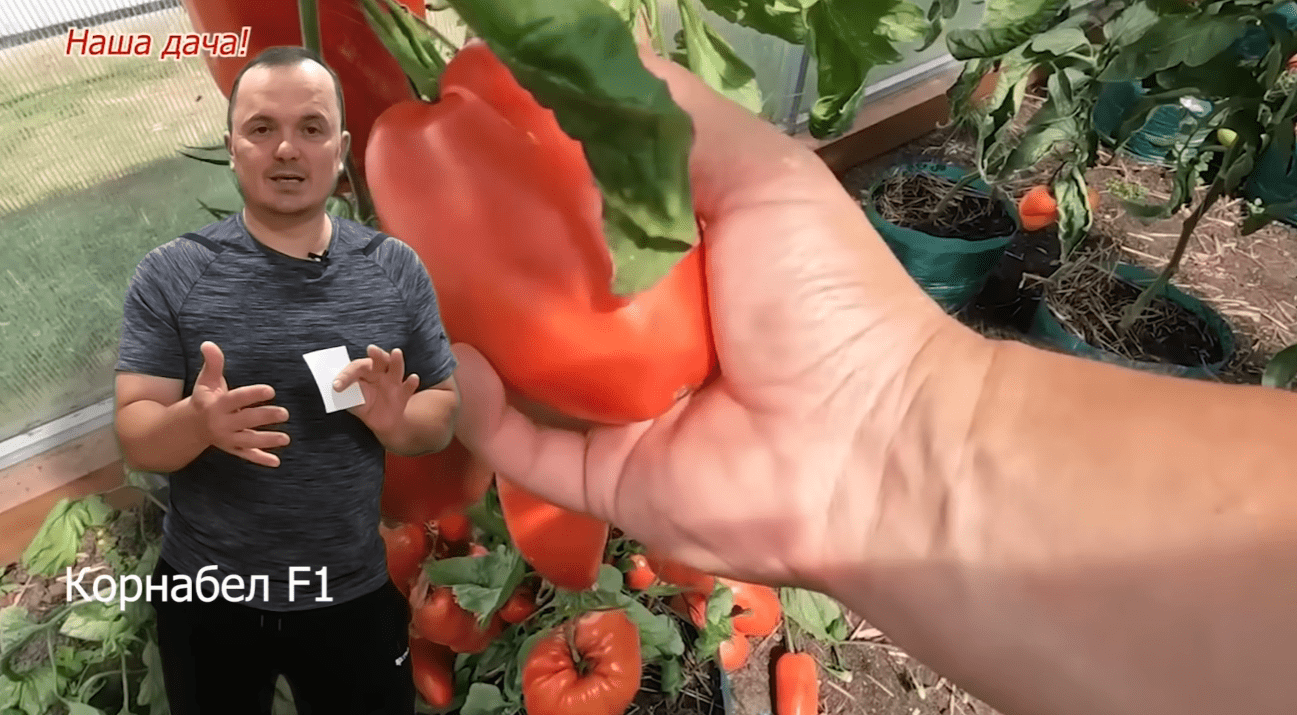 Городники назвали найкращі сорти помідорів для вирощування у теплиці