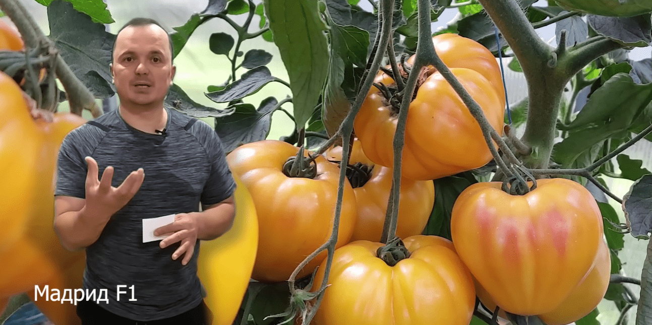 Городники назвали найкращі сорти помідорів для вирощування у теплиці