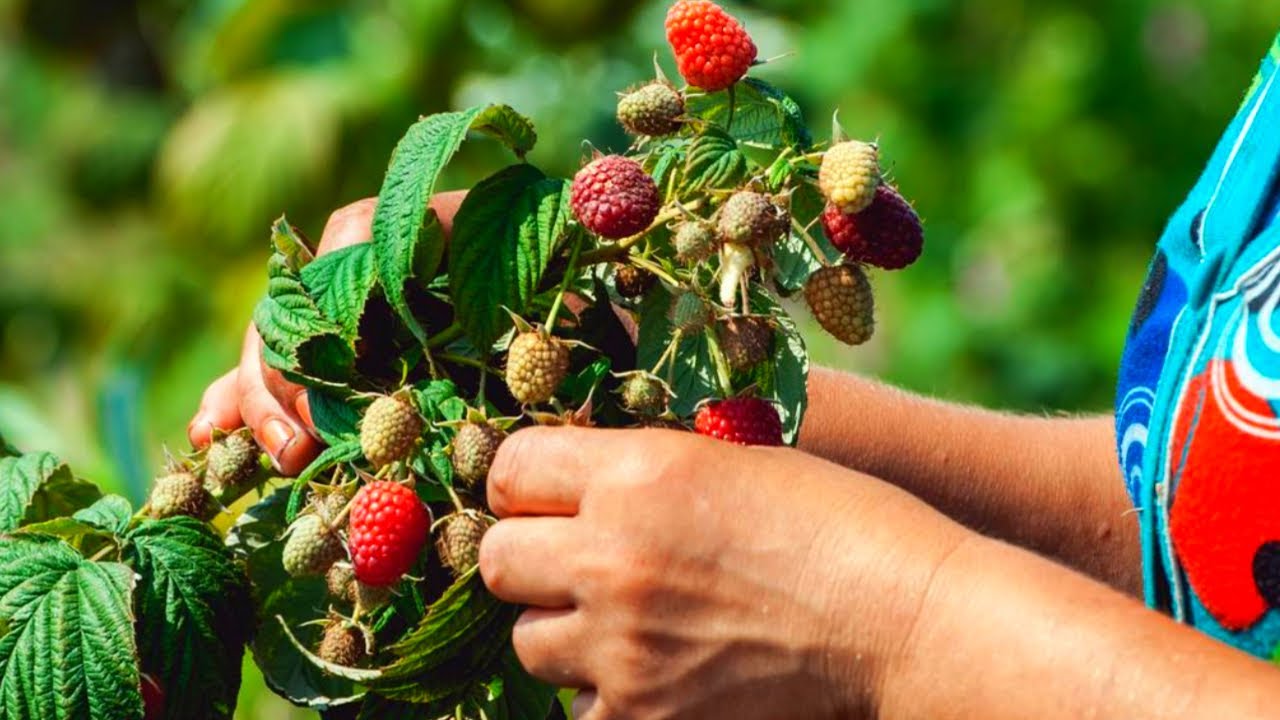 Головні принципи осінньої обрізки малини