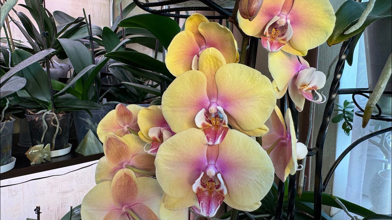 Квітникарі поділилися рецептом підживлення для стимуляції цвітіння орхідеї