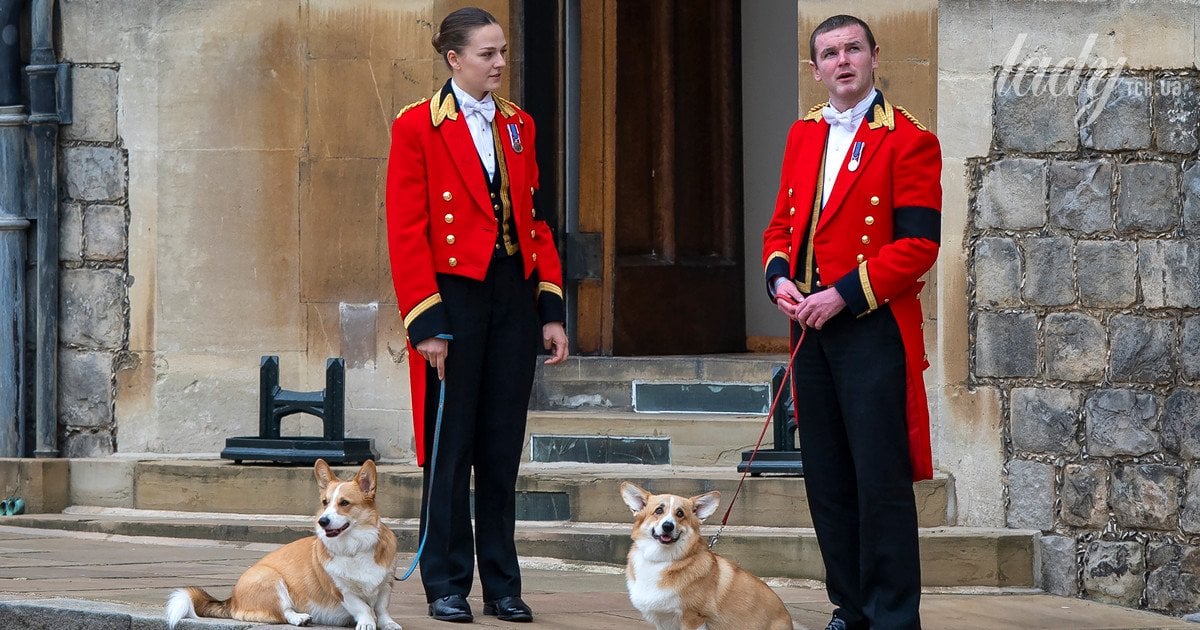 Коргі Мік та Сенді Коргі Мік та Сенді