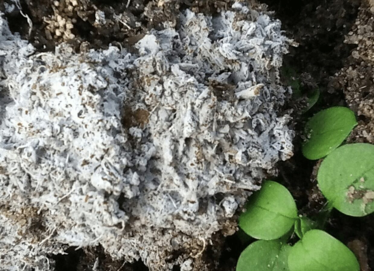 Експерти розповіли, як легко позбутися цвілі в будинку