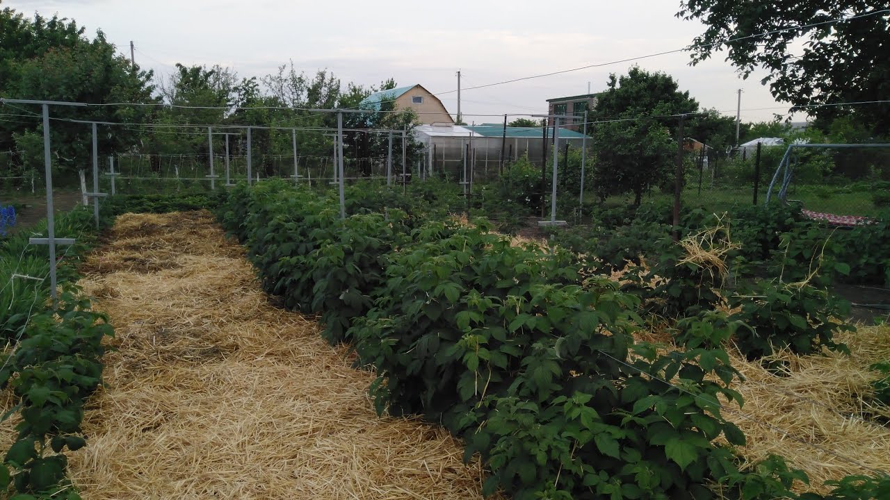 Агрономи розповіли, які матеріали чудово підходять для мульчування малини восени