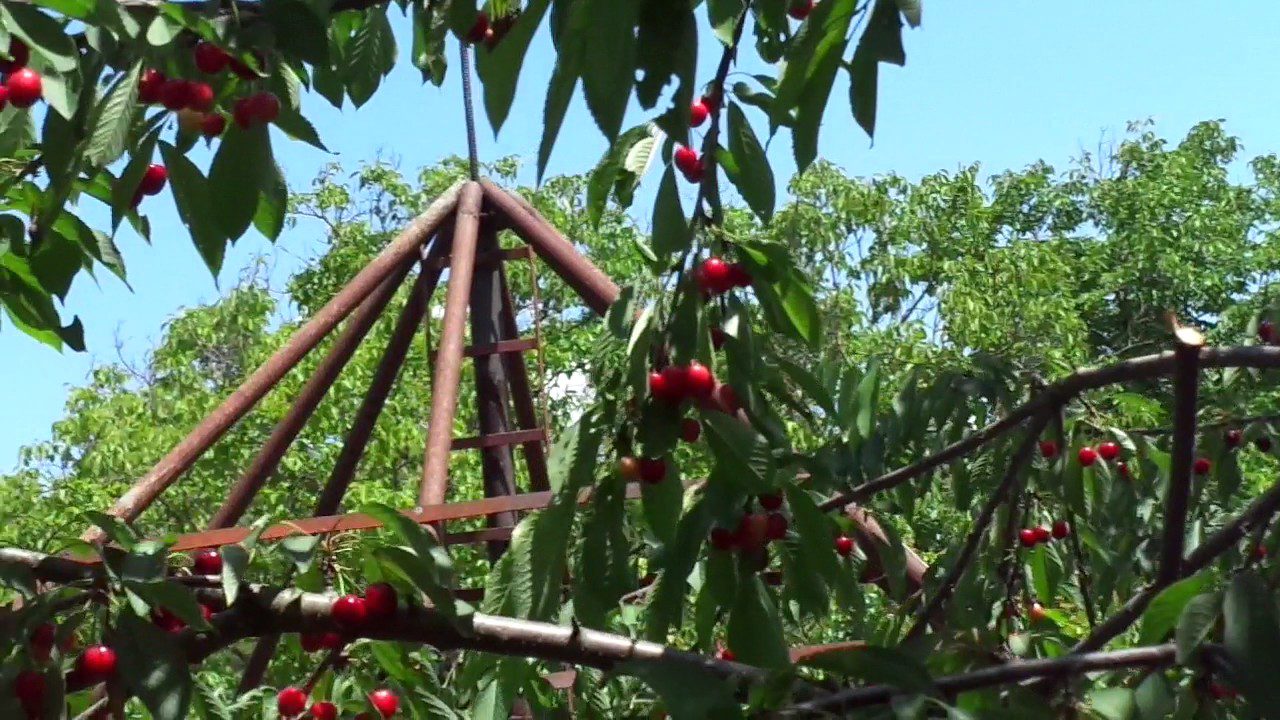 Принципи обрізки черешні в саду