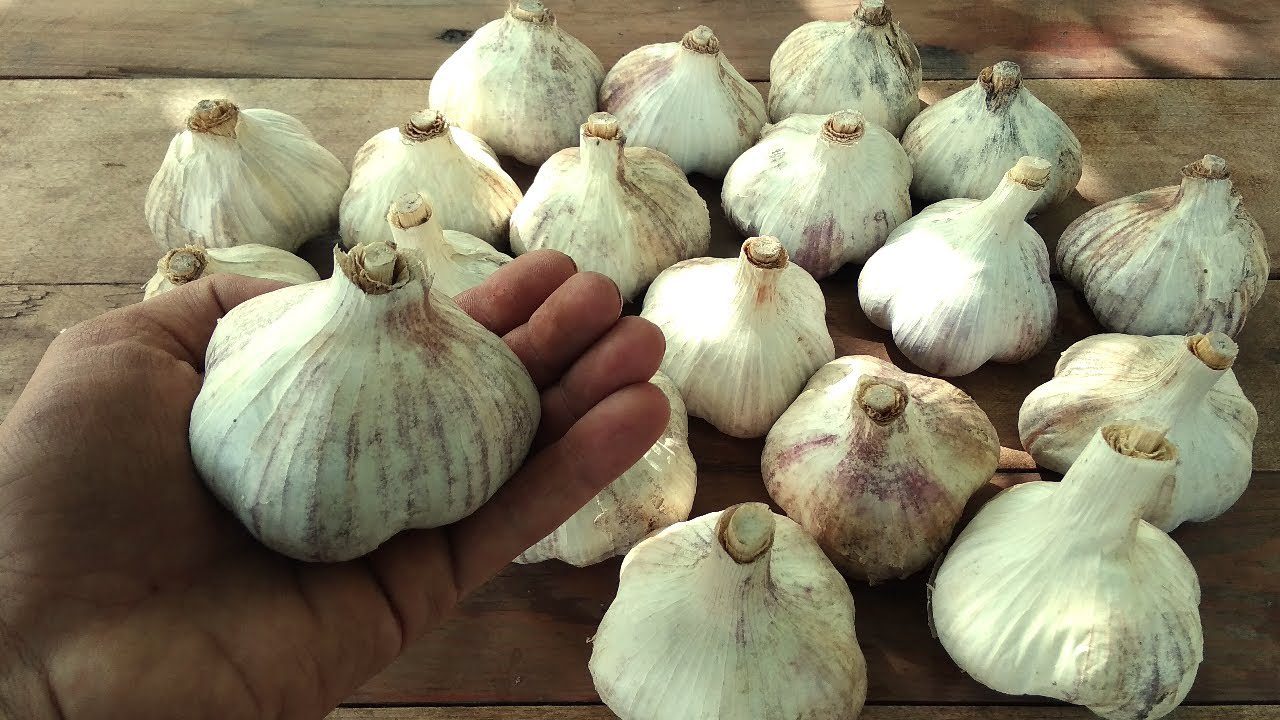 Городники назвали 5 найгірших місць для посадки озимого часнику