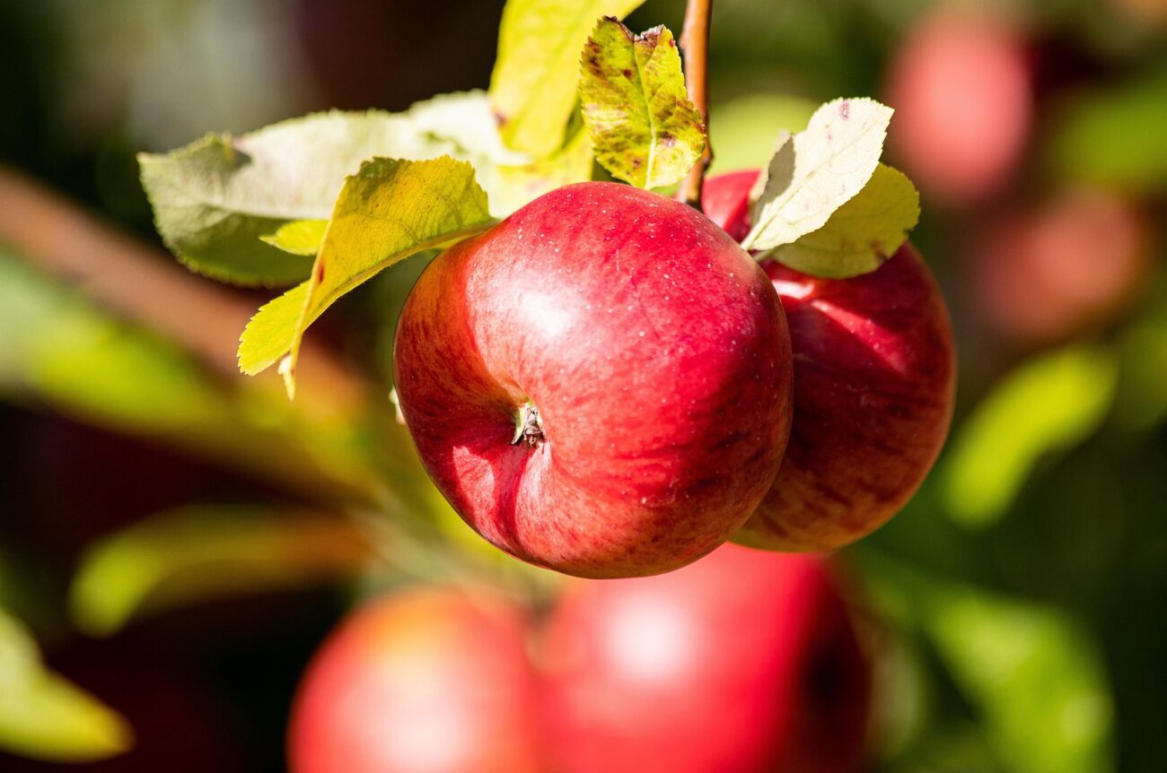 Садівники розповіли, як дуже легко повернути врожай старим яблуням