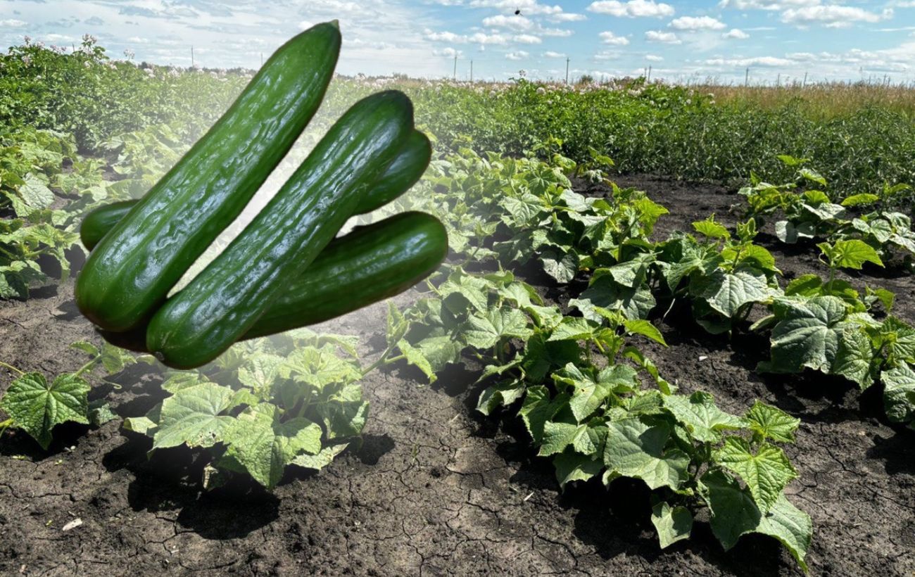 Городники поділилися назвами п'яти найврожайніших сортів огірків