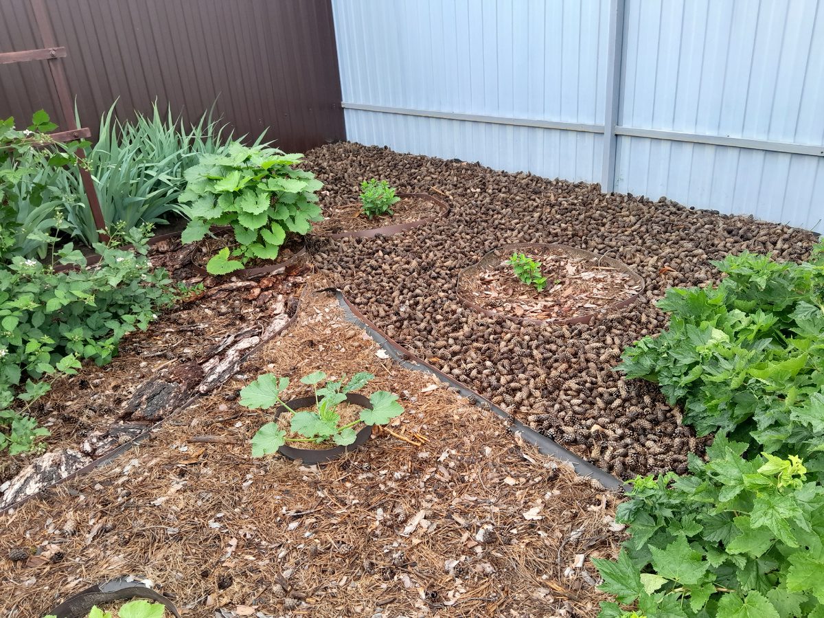 Городники розповіли, чи треба восени вносити у ґрунт сечовину 