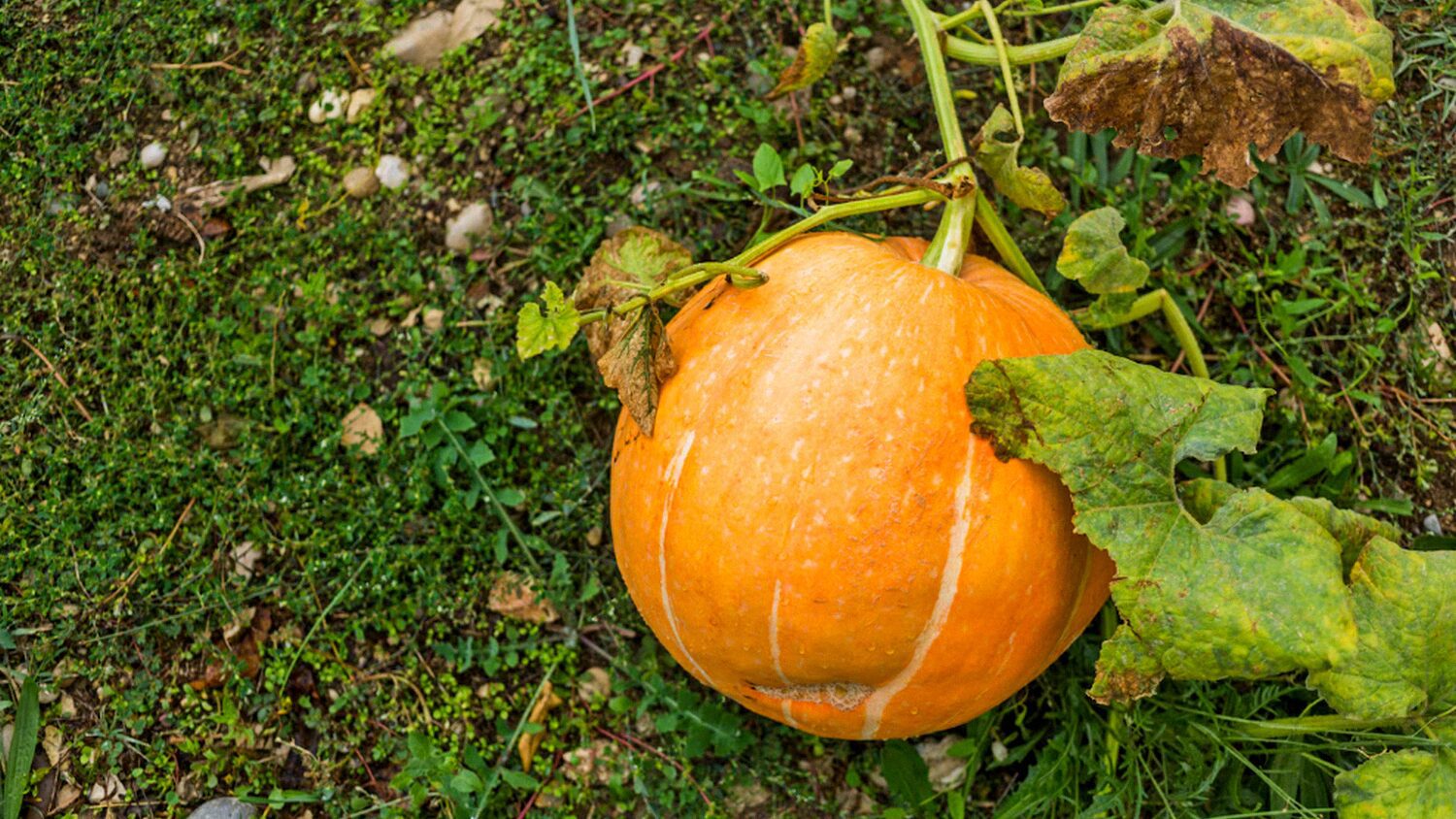 Городники розповіли, як правильно зберігати гарбузи без втрати смакових якостей