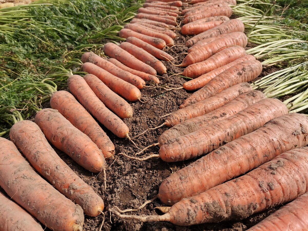 Городники розповіли, які сорти моркви відзначаються високою врожайністю  
