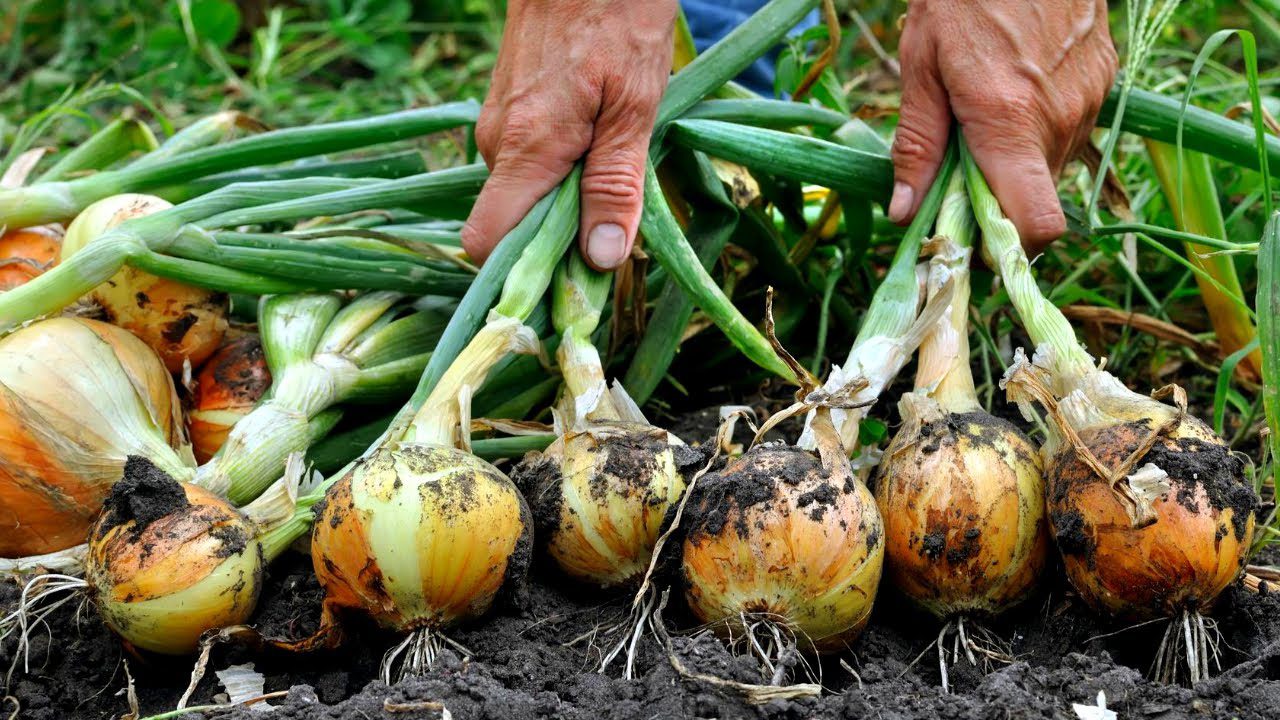 Експерти розповіли, які рослини на ділянці можна легко виростити у тіні