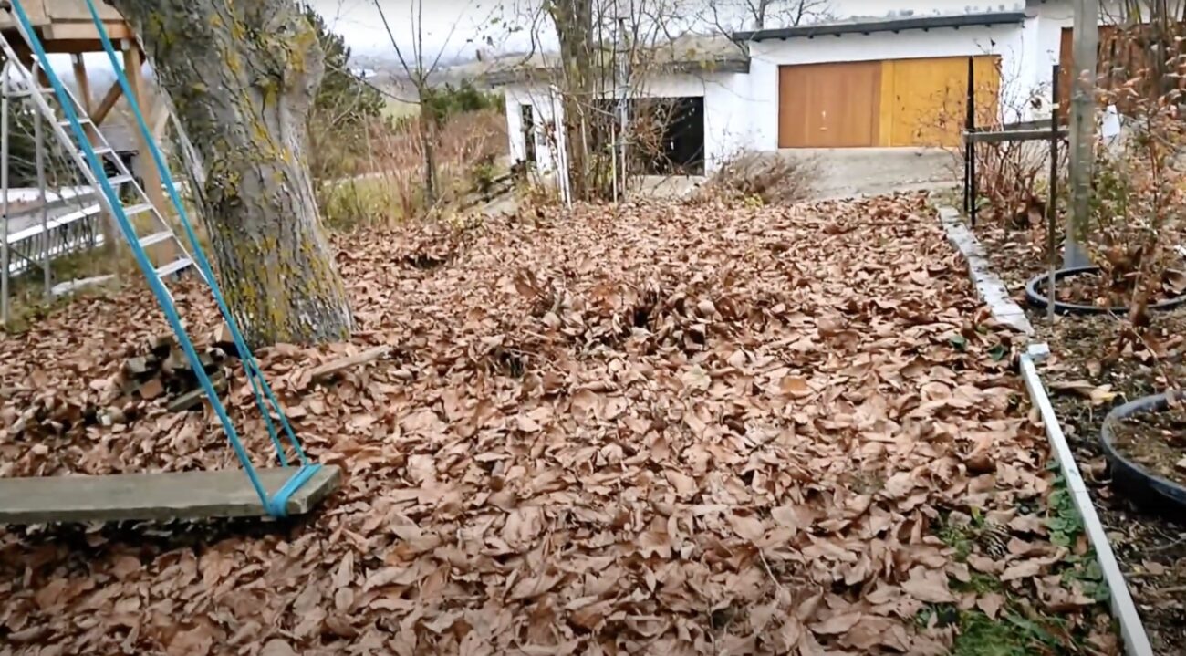 Городники розповіли, як використати листя горіха на городі