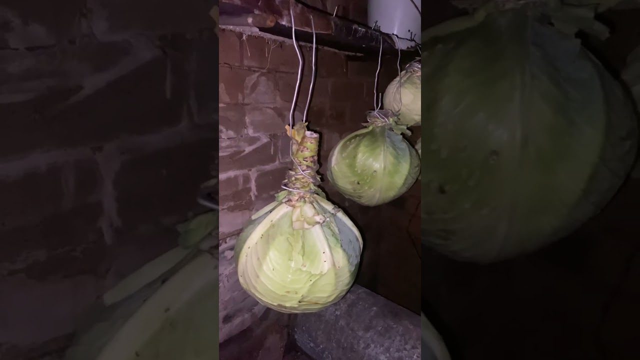 Лайфхак з довготривалого зберігання капусти