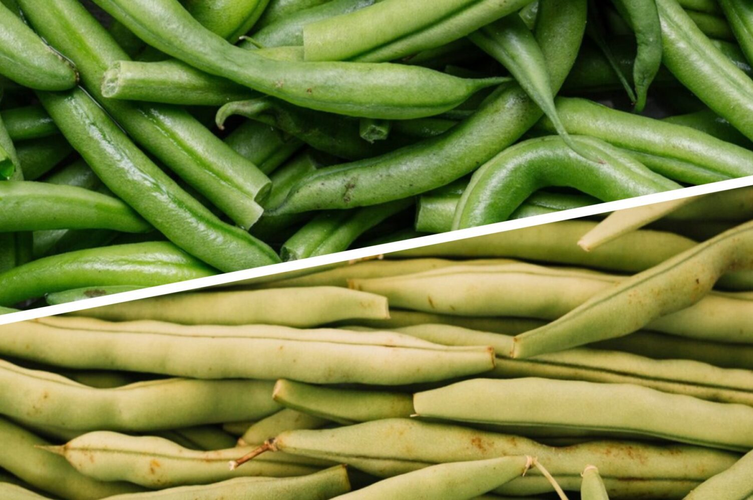 Агроном розповів, навіщо садити на городі квасолю