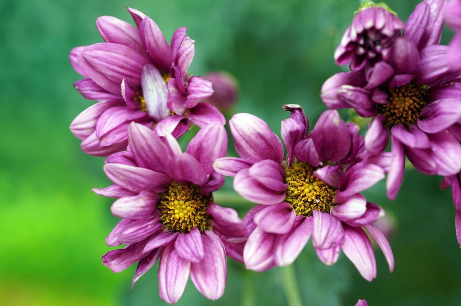 Садівники розповіли, як підготувати хризантеми до зими 2025-2026