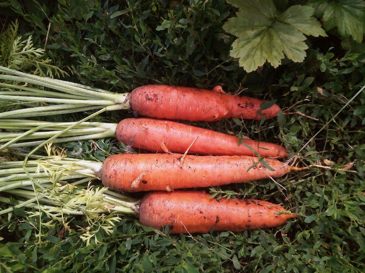 Експерти пояснили всі переваги вирощування моркви у пластиковій гофрі – цікаві особливості
