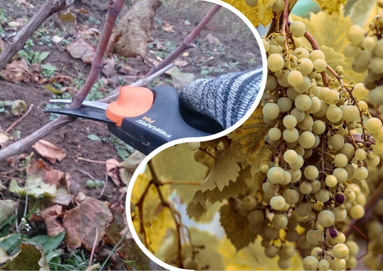 Городники розповіли, чи можна обрізати виноград у листопаді 