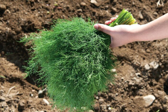 Городники розповіли, коли і як садити кріп під зиму