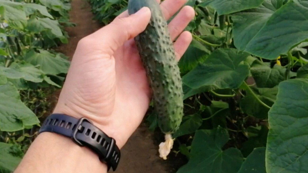 Фермери показали сорти огірків, які здивували врожайністю у 2025 році