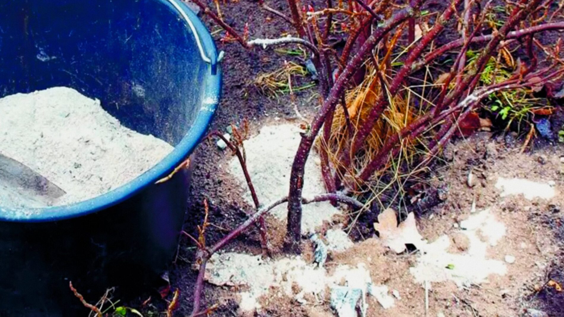 Городники показали, як готувати та використовувати золу в саду та на городі