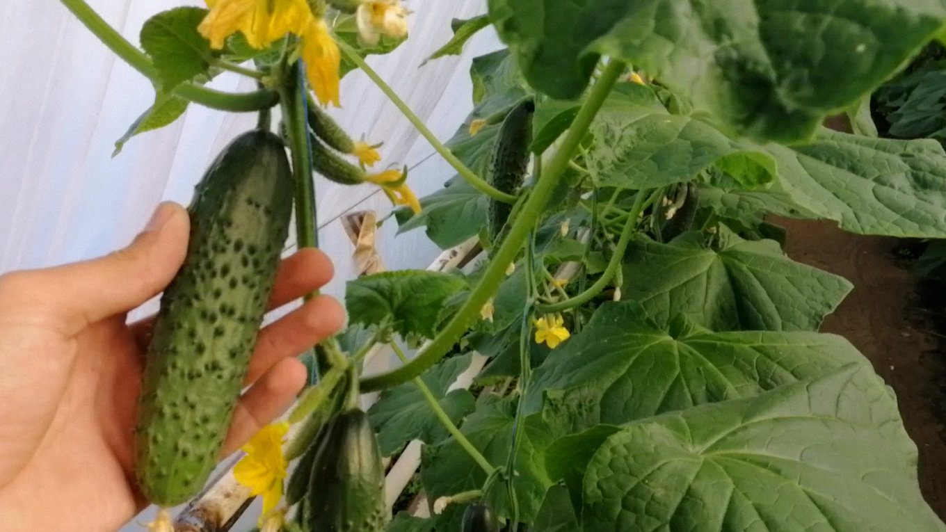 Фермери показали сорти огірків, які здивували врожайністю у 2025 році