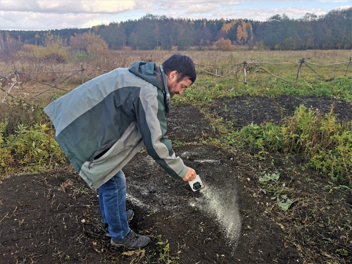 Городники розповіли, чим восени підживити ділянку, де весною буде рости картопля