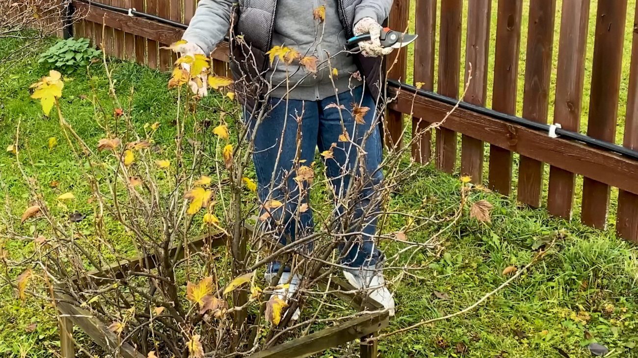 Городники розповіли, як правильно обробити смородину восени 