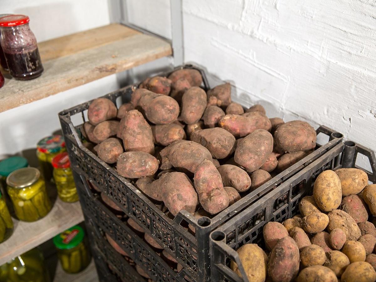 Експерти радять зберігати картоплю в гілках із дуба, аби зменшити ризики гниття картоплі