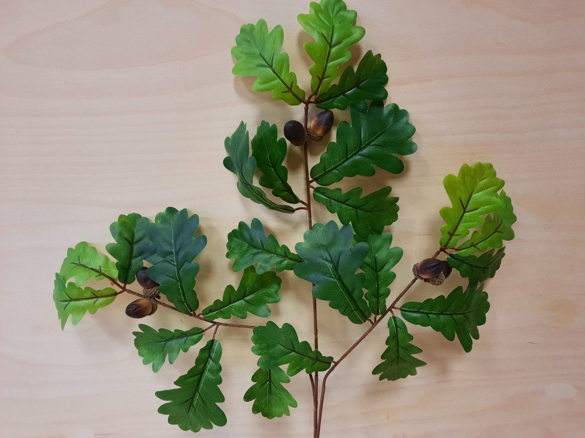 Експерти радять зберігати картоплю в гілках із дуба, аби зменшити ризики гниття картоплі