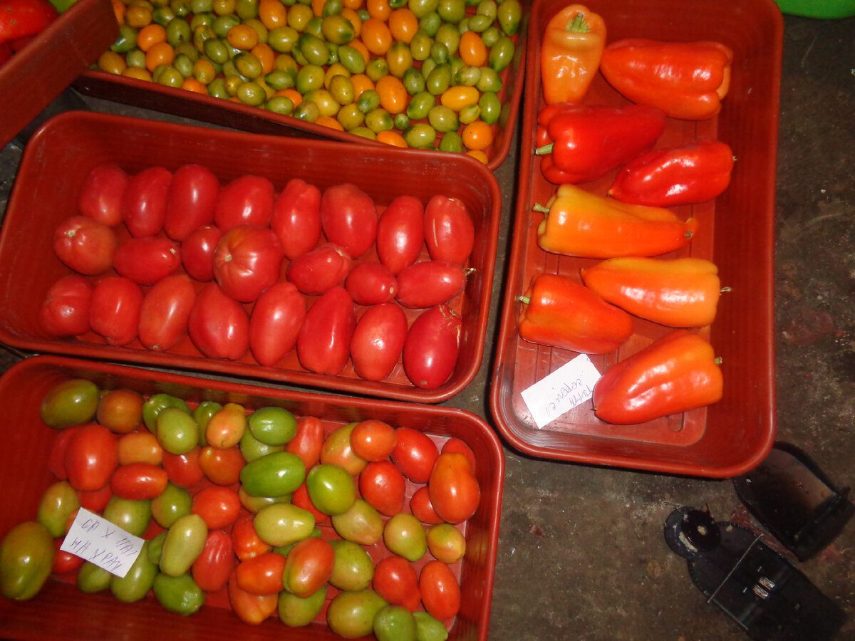 Експерти порадили лайфхак для зберігання овочів у холодильнику, аби вони не псувались довго