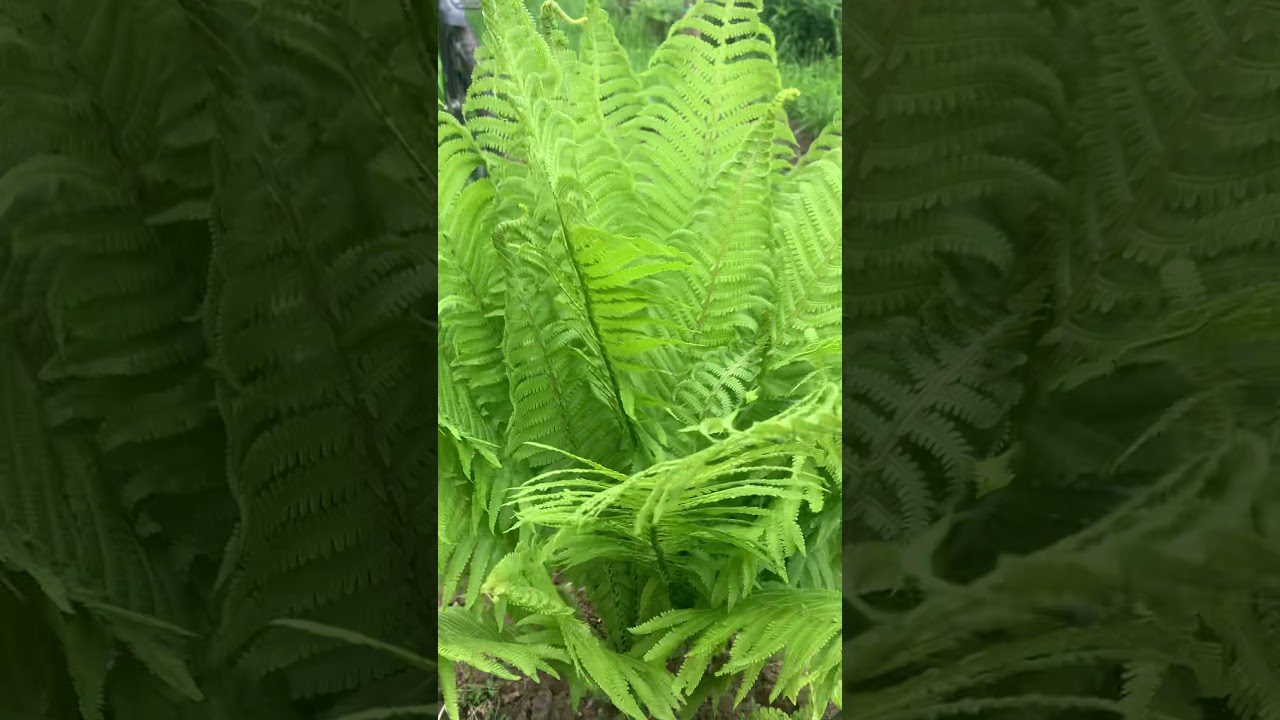 Які рослини дачники на городі не саджають